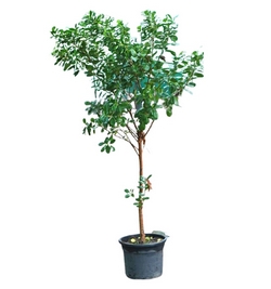 Ficus 1 Head