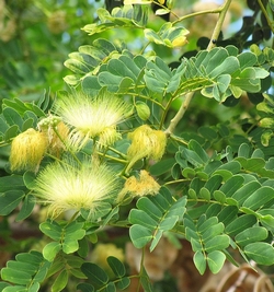 Albizia Lebbeck