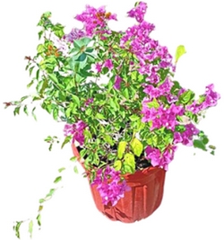 Image of Bougainvillea pink