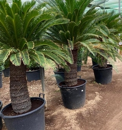 Cycas Revoluta (Sago Palm)