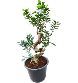 Ficus bonsai