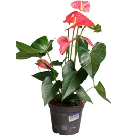 Anthurium