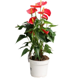 Anthurium