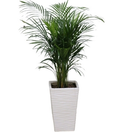 Areaca palm ceramic planter(white)