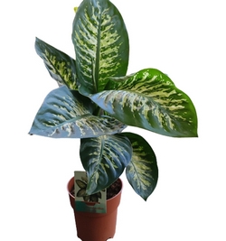 Dieffenbachia