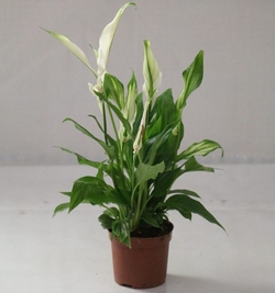 Peace lilly