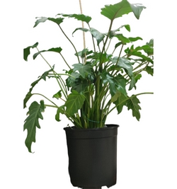 Philodendron xanadu