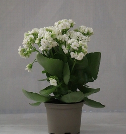 kalanchoe white