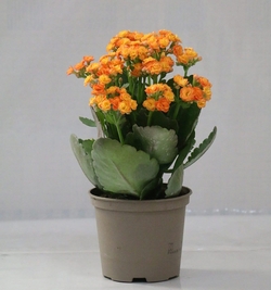 kalanchoe orange