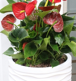 Anthurium in clado croff fibre planter