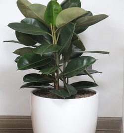 Ficus Robusta