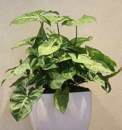 Syngonium W/White planter