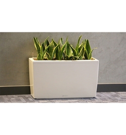 Sansevieria W/white planter