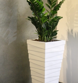 Zamioculcas Zamifolia(ZZ plant)