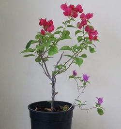 Bougainvillea pink