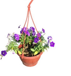 Image of Pink Petunia flowers (Small size) in Hanging pot