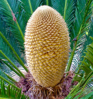 Cycas Revoluta