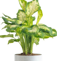 Dieffenbachia