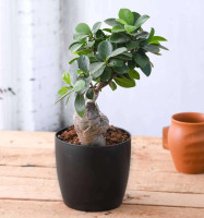 Ficus Bonsai