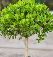 Ficus 1 Head