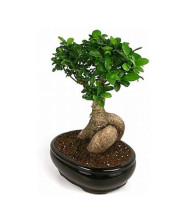 Ficus Microcarpa High Ginsenge