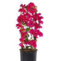 Bougainvillea Assorted ( per piece)