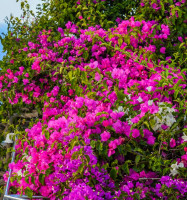 Image of Bougainvillea pink