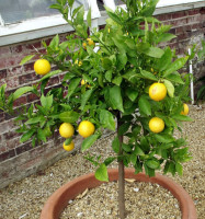 Citrus Lemon Chinensis