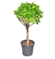 Ficus Panda Twisted Trunk