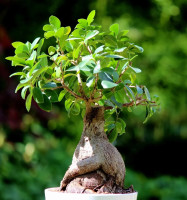 Ficus ginseng