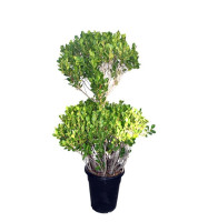 Ficus Panda 2 Head