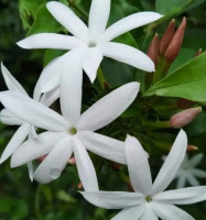 jasmine