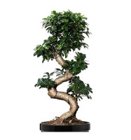 Ficus Bonsai A Shap