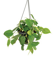 Heartleaf philodendron hanging