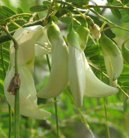 Sesbania Grandiflora