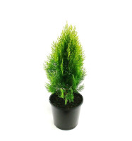 Thuja orietalis