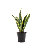 Sansevieria laurentii (Snake plant)