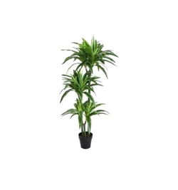 Dracaena  Lemon Lime       120 cm