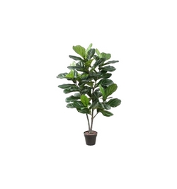 Ficus  Lyrata  on Stem        120 cm