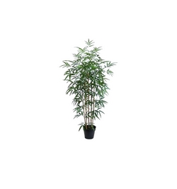 Bamboo  Plants   180 cm high